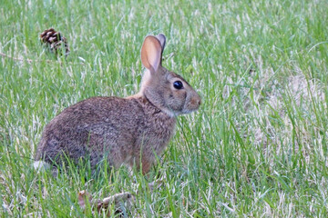 Hare