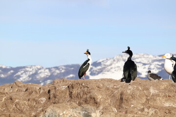 Imperial cormorants (Leucocarbo atriceps) on an island in Beagle Channel. 