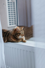 a brown cat with green eyes lies on the radiator near the window and is reflected in it. view...