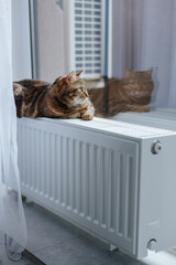 a brown cat with green eyes lies on the radiator near the window and is reflected in it.