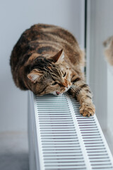 a brown cat with green eyes lies on a radiator near the window and yawns