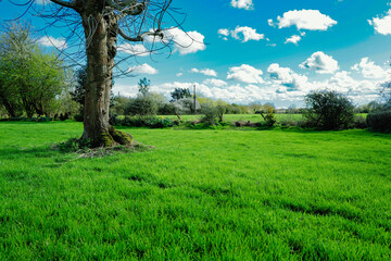 Obraz premium Lush springtime lawn seen adjacent to a livestock paddock in rural Britain. The blue cloudscape is clearly visible to the horizon.