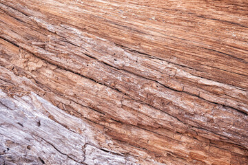  Natural background of old tree bark texture