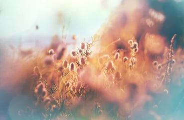 Foto op Canvas Sunny meadow © Galyna Andrushko