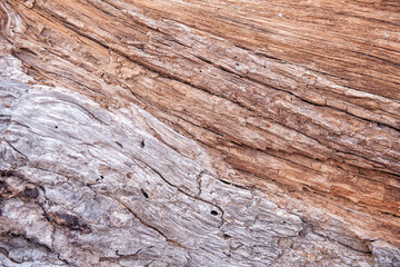  Natural background of old tree bark texture - 766504246