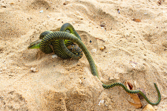 Paradise tree snake devours a lizard at the beach of the island of Ko Jum in the south of Thailand	