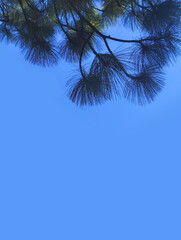 Background with a pine crown with very long needles at the top on a bright blue background, space for text at the bottom