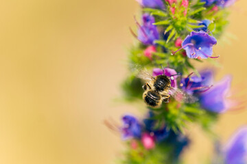 flower and bees