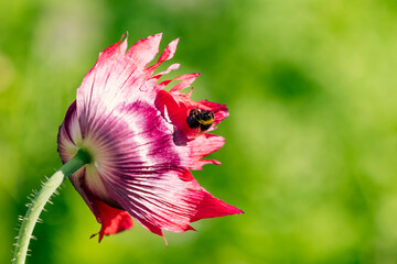 flower and bees