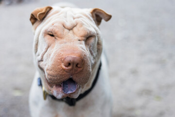 shar pei