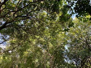 Fototapeta premium Branches and leaves of trees in a park