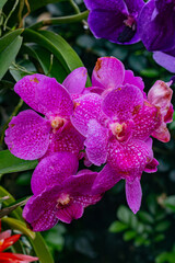 pink orchid in the garden