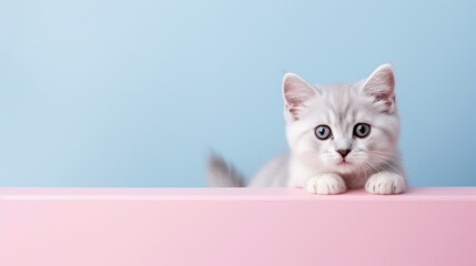 Cute kitten looking behind the box. Copy-space background.