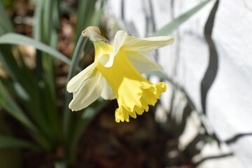 yellow daffodil flower