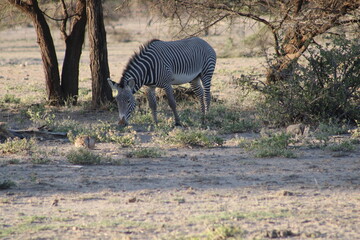 Cebra de Gravy en la sabana africana.