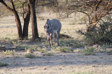 Cebra de Gravy en la sabana africana.