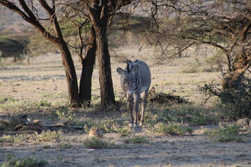 Cebra de Gravy en la sabana africana.