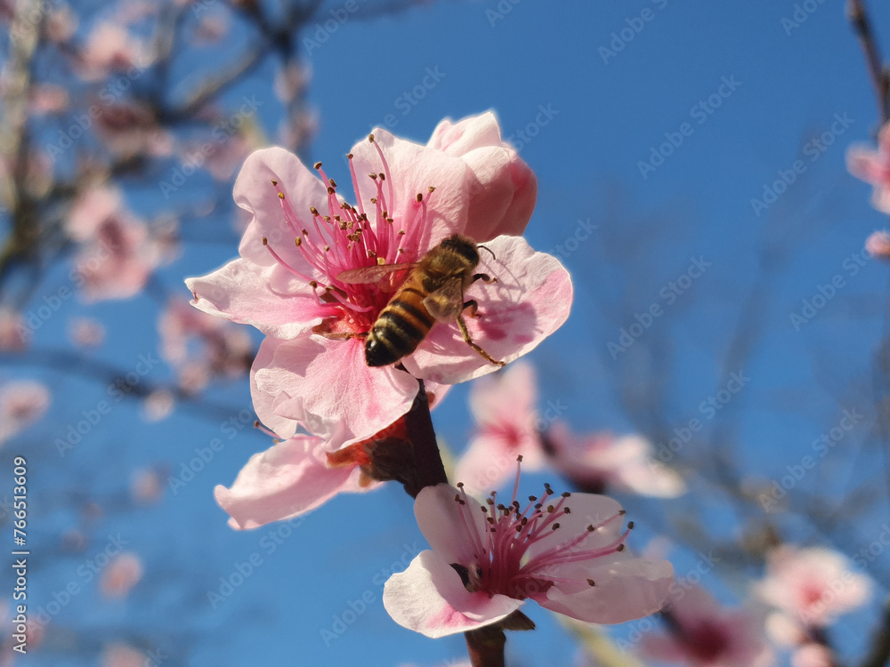 Poster bee on peach flower