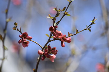 tree in bloom