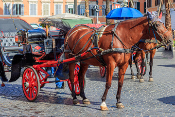 Horse drawn carriages