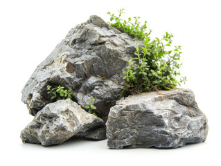 A rock with a plant growing out of it