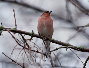 A finch sits on a tree branch in the rain.