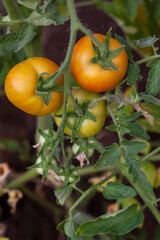 Tomato plants in greenhouse unripe tomatoes plantation.