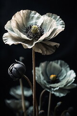 Beautiful beige Poppy flowers on black background . Minimal Floral art. Card. Botanical Poster.
