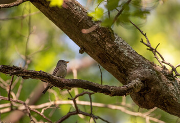 Eastern Wood Pewee
