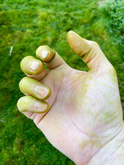 Green fingers stained with grass stains as a result of gardening