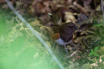Eastern Towhee