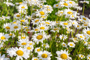 Wild chamomile flowers growing on meadow, lawn, white camomiles, daisy on green grass background. Oxeye daisy, Leucanthemum vulgare, Daisies, Common daisy, Dog daisy, Gardening concept.