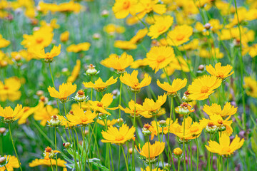 Field of yellow flower Coreopsis lanceolata, Lanceleaf Tickseed or Maiden's eye blooming in summer. Nature, plant, floral background. Garden, lawn of lance leaved Coreopsis in bloom