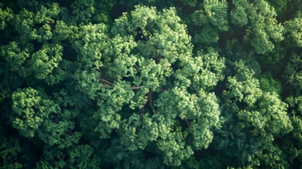 Foto op Aluminium Aerial rainforest tree dense with evergreen leaves, Aerial view of green pine forest with dark spruce trees. Northern woodland scenery from above, Generative AI  © xpert