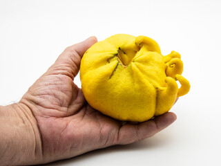 Mano sosteniendo un limón deforme atacado por eryophis seldoni, o ácaro de las maravillas,...