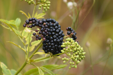 Closeup of black and green dwarf elder fruits with selective focus on foreground