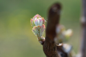 Macro view of the beautiful tiny pink bud under morning light