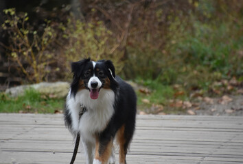 Looking into the Sweet Face of an Australian Shepherd