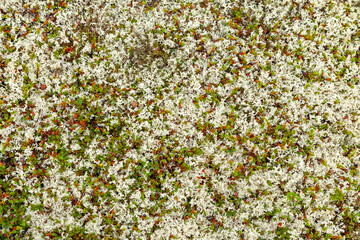 Crowberries - Empetrum - in tundra, background
