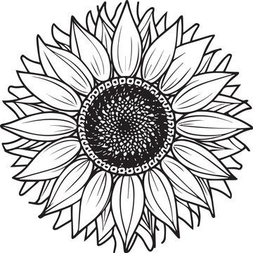 Sunflower coloring pages. Sunflower outline vector