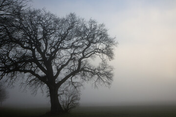 Mystische Eiche ohne Blätter im Nebel.