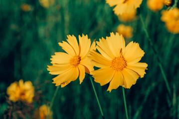 Beautiful green summer meadow with wildflowers in bloom, close up. Flowery field natural background.