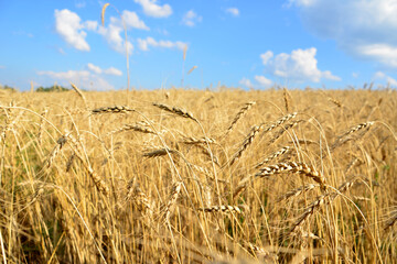 Fototapeta premium a field of wheat with a blue sky and clouds in the background copy space