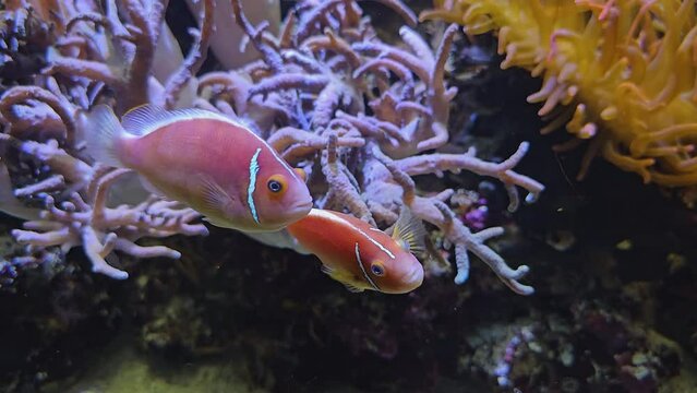 Two Anemone fish playing around corals underwater 