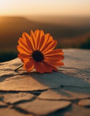 A solitary orange flower basks in the soft glow of a sunset, elegantly poised on a rock surface, highlighting the beauty of the natural world.