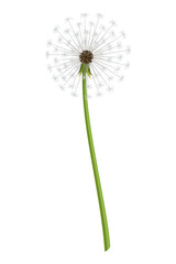 Dandelion. Realistic flower. Summer natural season element, beautiful grass.  icon illustration isolated on white background