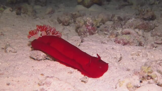 Large red sea slug (Spanish dancer, Hexabranchus sanguineus). Marine life in the night sea, nudibranch on the seabed. Underwater close up video, scuba diving with aquatic wildlife.