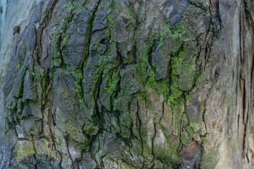 bark of a tree, texture, wood, closeup