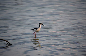 Sensational Black Neck Stilt Sandpiper Bird