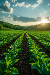 Fototapeta premium Young cornfield in morning mist with forest backdrop. Early growth agriculture and sustainable farming concept for design and print